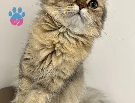 Erkek kedim için eş arıyorum