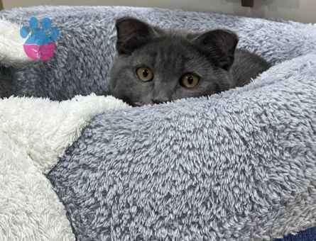 Oğlumuza eş arıyoruz kızan