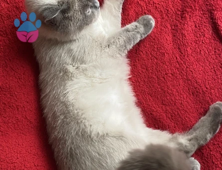 British Short Hair Blue Point
