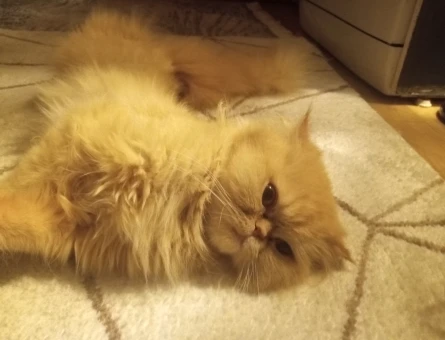 Exotic Shorthair Dişi - 118977430