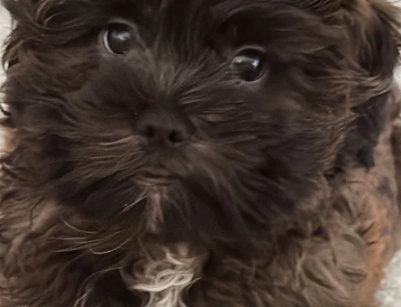 Poddle-Shih tzu kırma 2.5 yaşında erkek köpeğime dişi - 118977431