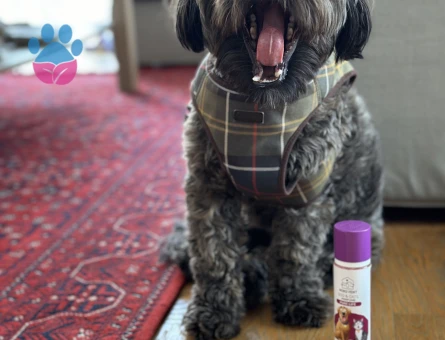 Poddle-Shih tzu kırma 2.5 yaşında erkek köpeğime dişi