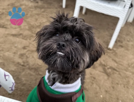 Poddle-Shih tzu kırma 2.5 yaşında erkek köpeğime dişi