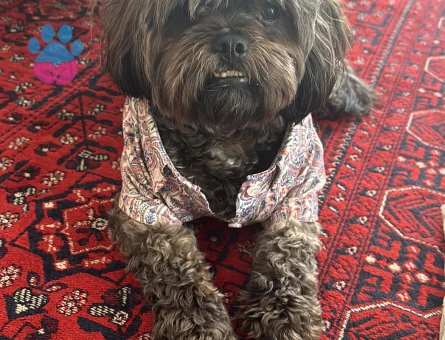 Poddle-Shih tzu kırma 2.5 yaşında erkek köpeğime dişi