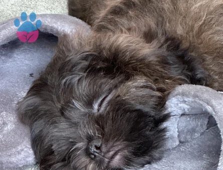 Poddle-Shih tzu kırma 2.5 yaşında erkek köpeğime dişi