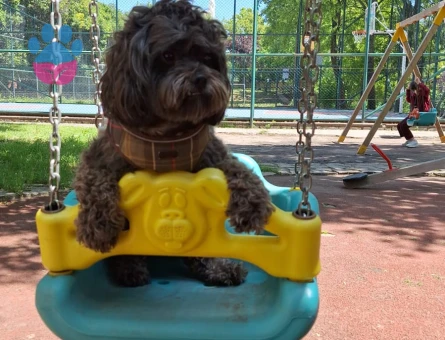 Poddle-Shih tzu kırma 2.5 yaşında erkek köpeğime dişi