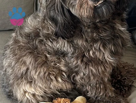 Poddle-Shih tzu kırma 2.5 yaşında erkek köpeğime dişi