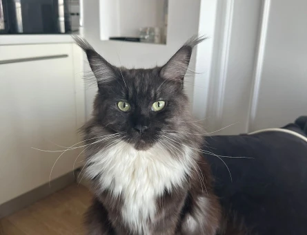 Saf Kan Maine Coon - 118977436