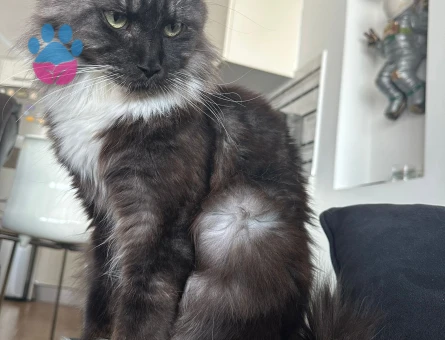 Saf Kan Maine Coon