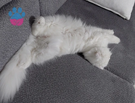 Scottish Fold long Hair Kızgınlıkta
