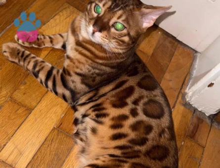 Erkek bengalime dişi bengal eş arıyorum