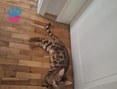 Erkek bengalime dişi bengal eş arıyorum