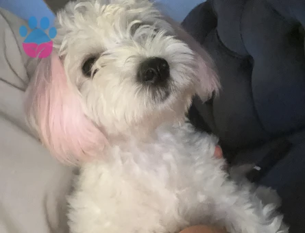 Maltese Terrier Güzel kızımıza eş arıyoruz