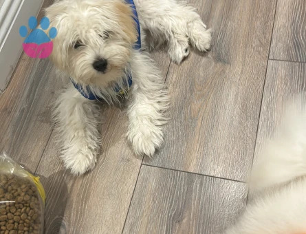 Maltese Terrier Güzel kızımıza eş arıyoruz