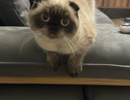 Scottish Fold Kedim İçin Eş Arıyorum - 118969876