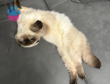 Scottish Fold Kedim İçin Eş Arıyorum