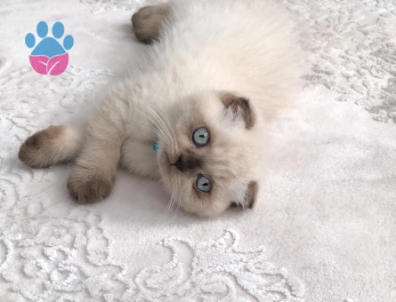 Scottish Fold Kedim İçin Eş Arıyorum