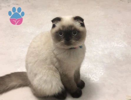 Scottish Fold Kedim İçin Eş Arıyorum