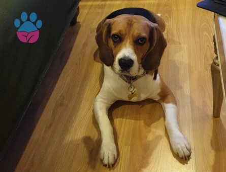 Yakısıklı Carlos'a Disi Beagle Arıyoruz
