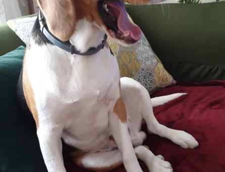 Yakısıklı Carlos'a Disi Beagle Arıyoruz - 118969879
