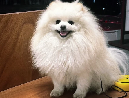 Pomeranian Boo Oğluma gelin arıyoruz - 118969888