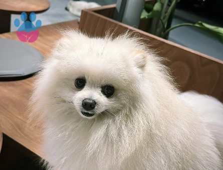Pomeranian Boo Oğluma gelin arıyoruz