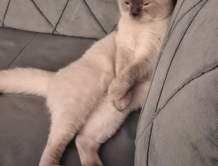 British shorthair golden point - 118978055