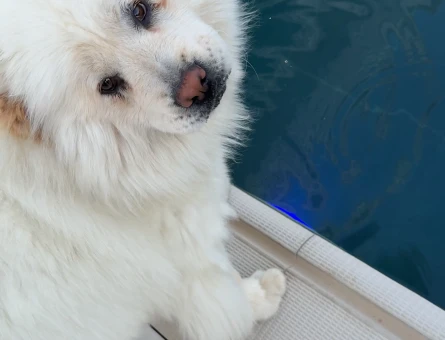 1.5 Yaşında Chow Chow  Erkek Eş arıyoruz - 118978058