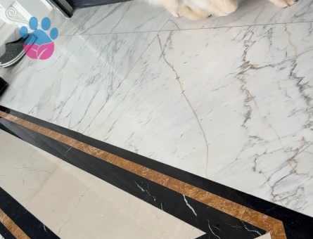 1.5 Yaşında Chow Chow  Erkek Eş arıyoruz