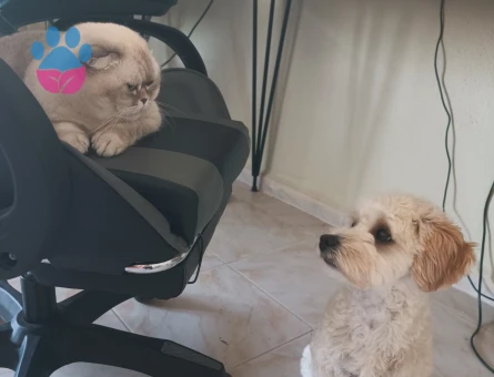 Bir yaşında bıcırık bir dişi