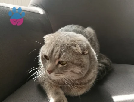 Erkek scottisch fold