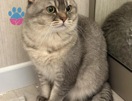 1 Yaşında British Shorthair Kedim Eş Arıyorum
