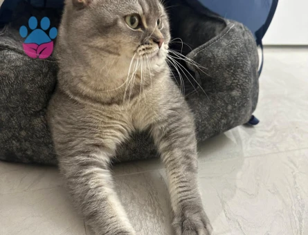 1 Yaşında British Shorthair Kedim Eş Arıyorum