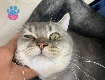 1 Yaşında British Shorthair Kedim Eş Arıyorum - 118984288