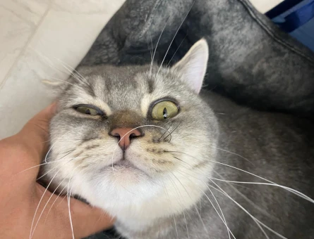 1 Yaşında British Shorthair Kedim Eş Arıyorum - 118984288