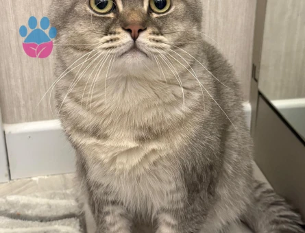 1 Yaşında British Shorthair Kedim Eş Arıyorum