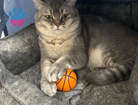 1 Yaşında British Shorthair Kedim Eş Arıyorum