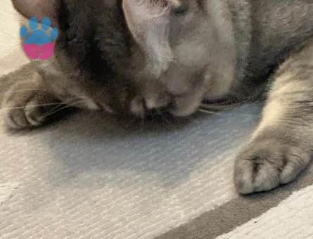 1 Yaşında British Shorthair Kedim Eş Arıyorum