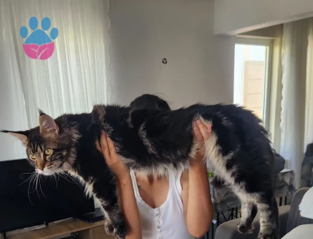 Maine Coon Kedime Eş Arıyorum - 118984289