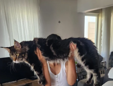 Maine Coon Kedime Eş Arıyorum - 118984289