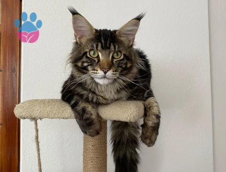 Maine Coon Kedime Eş Arıyorum