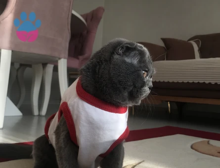Scottish Fold 1 Yaşında Eş Arıyor