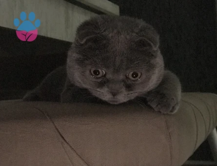 Scottish Fold 1 Yaşında Eş Arıyor