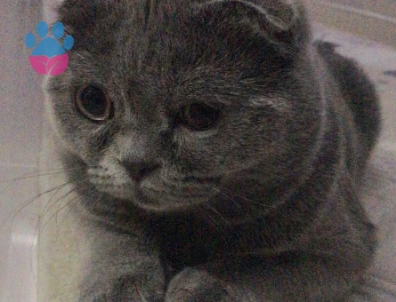 Scottish Fold 1 Yaşında Eş Arıyor