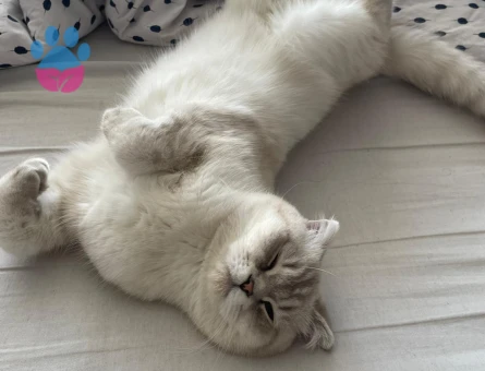 Scottish Fold 9 Aylık Kedime Eş Arıyorum - 118984295