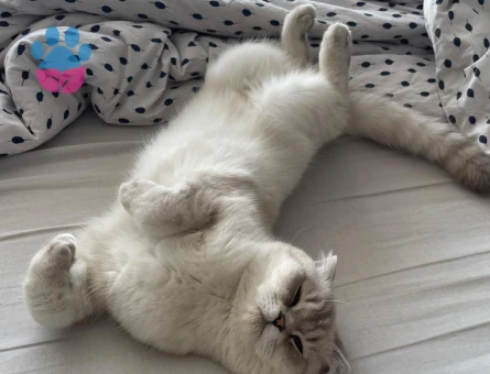 Scottish Fold 9 Aylık Kedime Eş Arıyorum