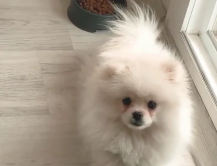 Poomeranian Boo 2 Yaşında Eş Arıyor - 118970545