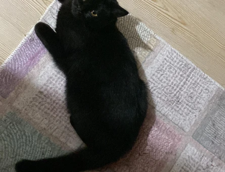 British Shorthair Dişi Kedime Aynı Cins Eş Arıyorum - 118978656