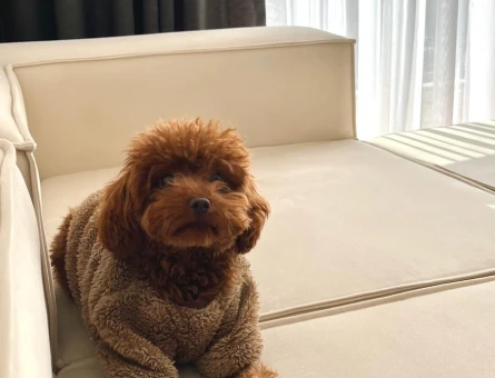 Toy Poodle köpeğim eş Arıyor - 118978658