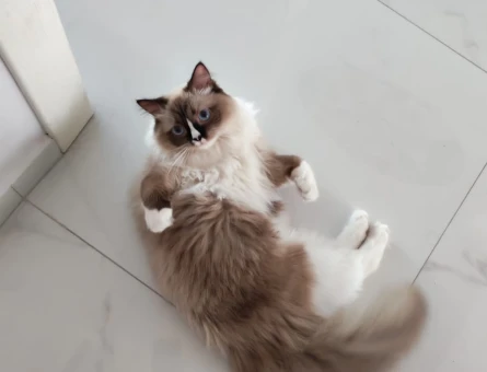 Dişi ragdoll kedimiz eş arıyor. - 118978666